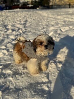 Shih tzu - 3