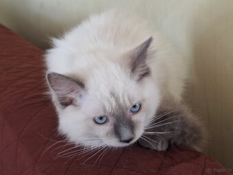 Kocurek Ragdoll - 3
