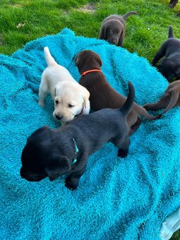 Labrador retriever - 3