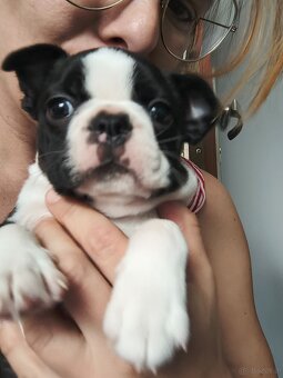 Boston terrier - 3