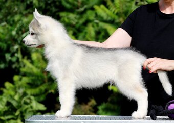Siberian Husky ZKwP - 3