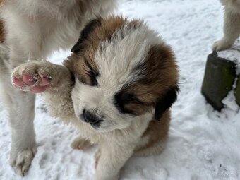 Bernardyn szczeniaki - 3