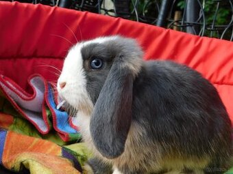 Samczyk baranek mini lop - 3