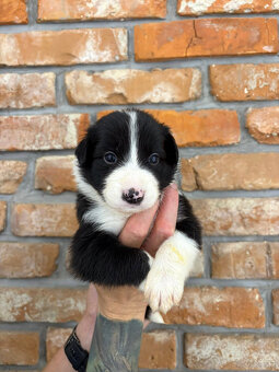 Border Collie - 3