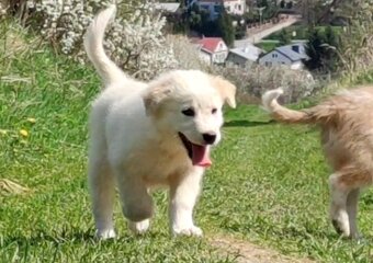 Rasowa suczka XJA ee-red Border Collie z pełną dok. przebada - 3