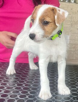 Parson russell terrier FCI HODOWLA RODOWÓD - 3