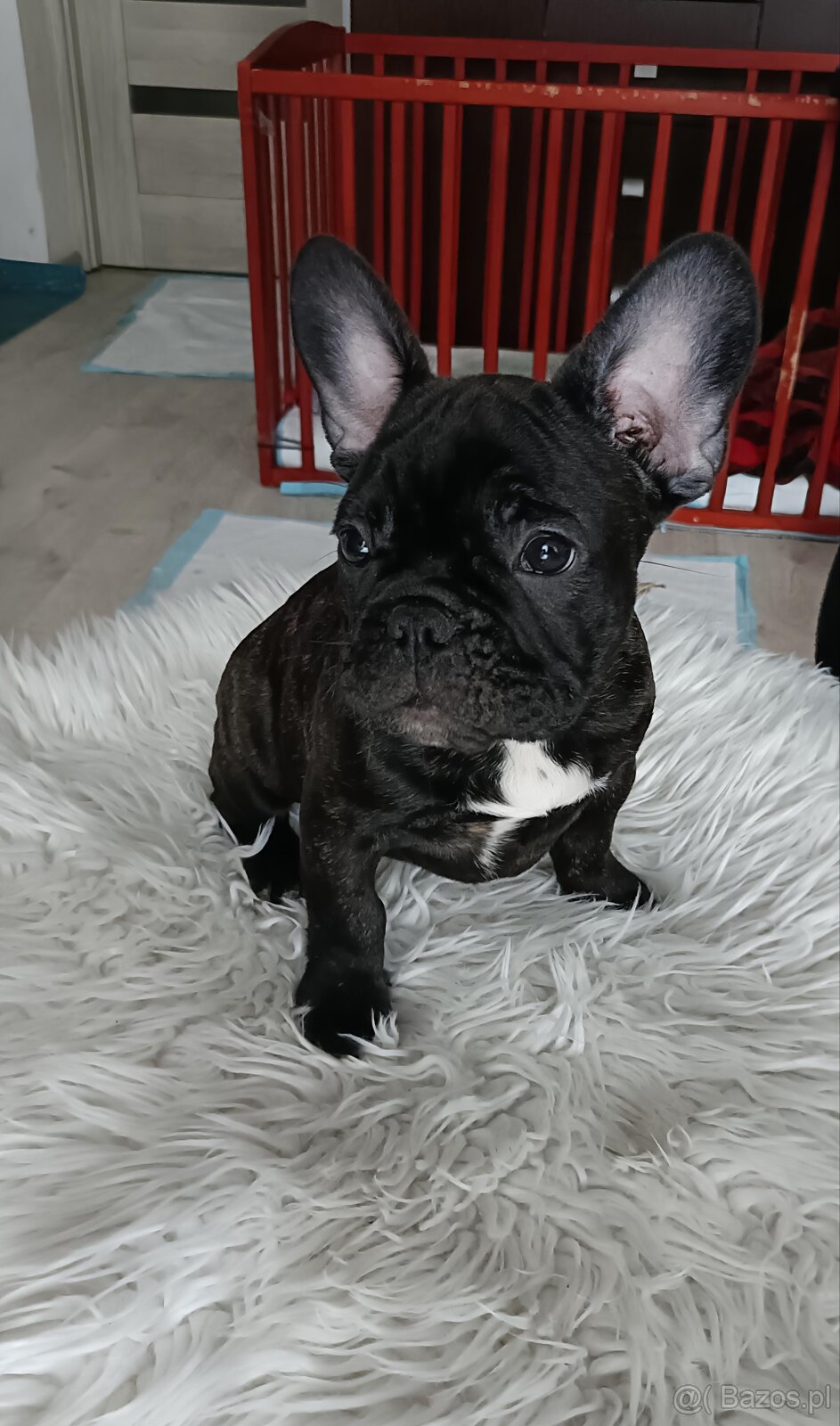 Buldogi Francuskie Szczenięta - 4