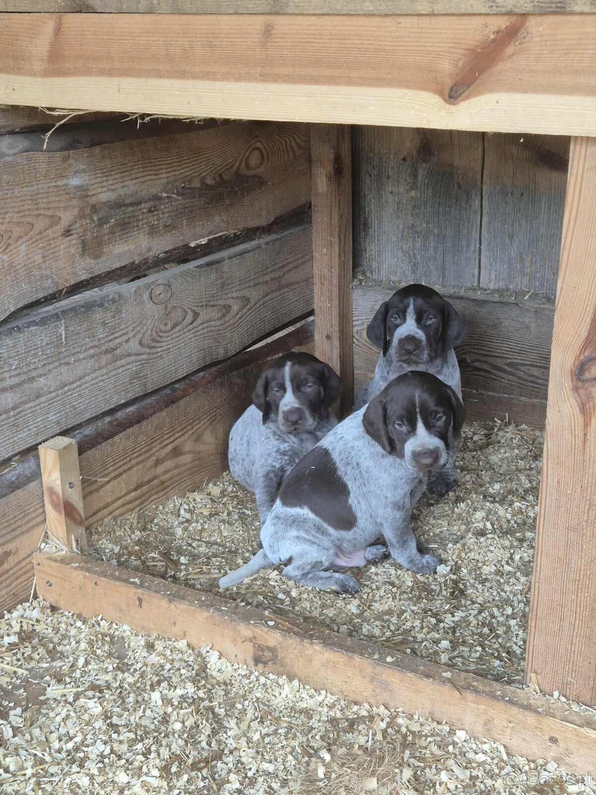 Wyżeł niemiecki - 4