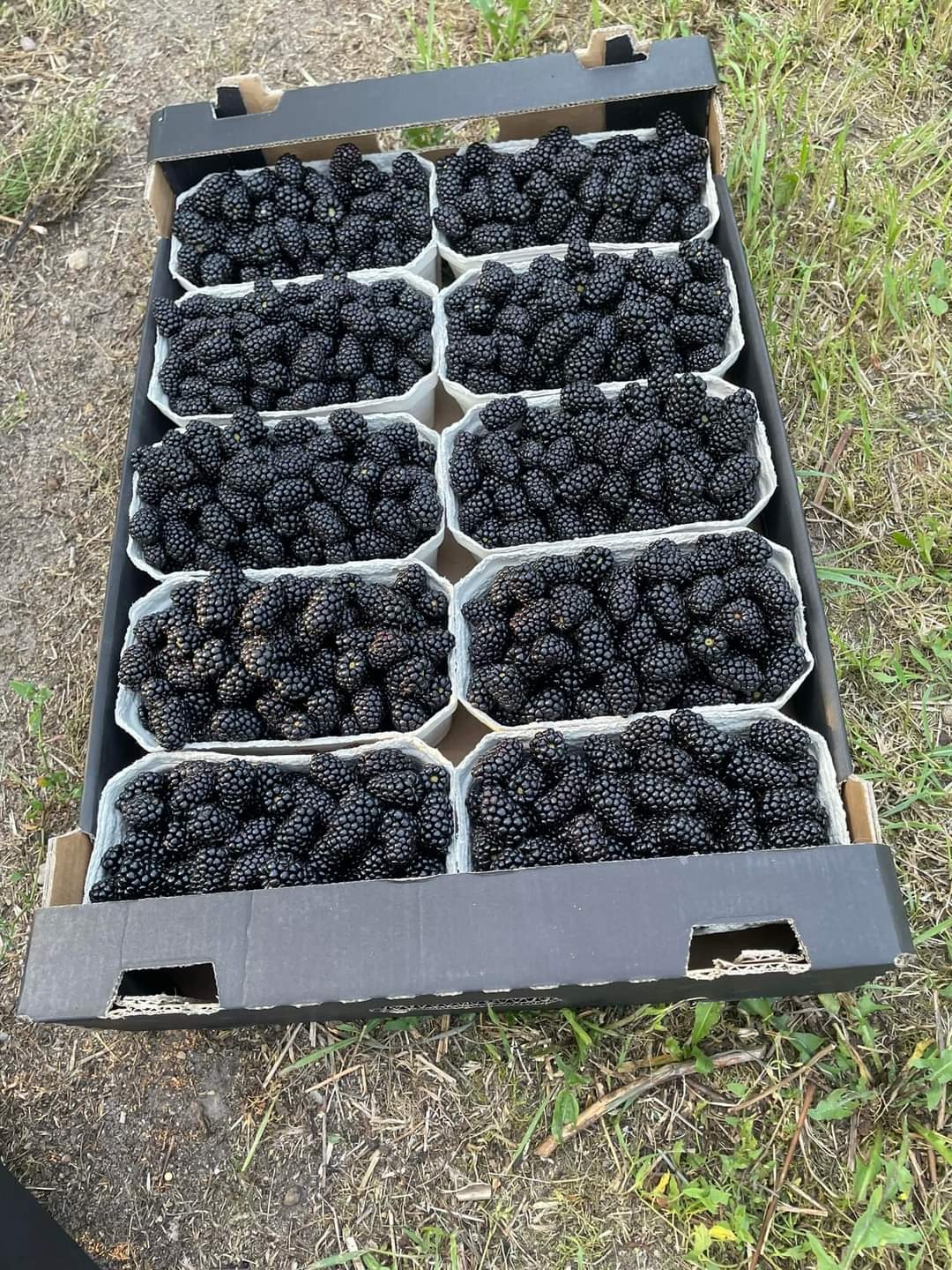 Import owoców i warzyw - 4