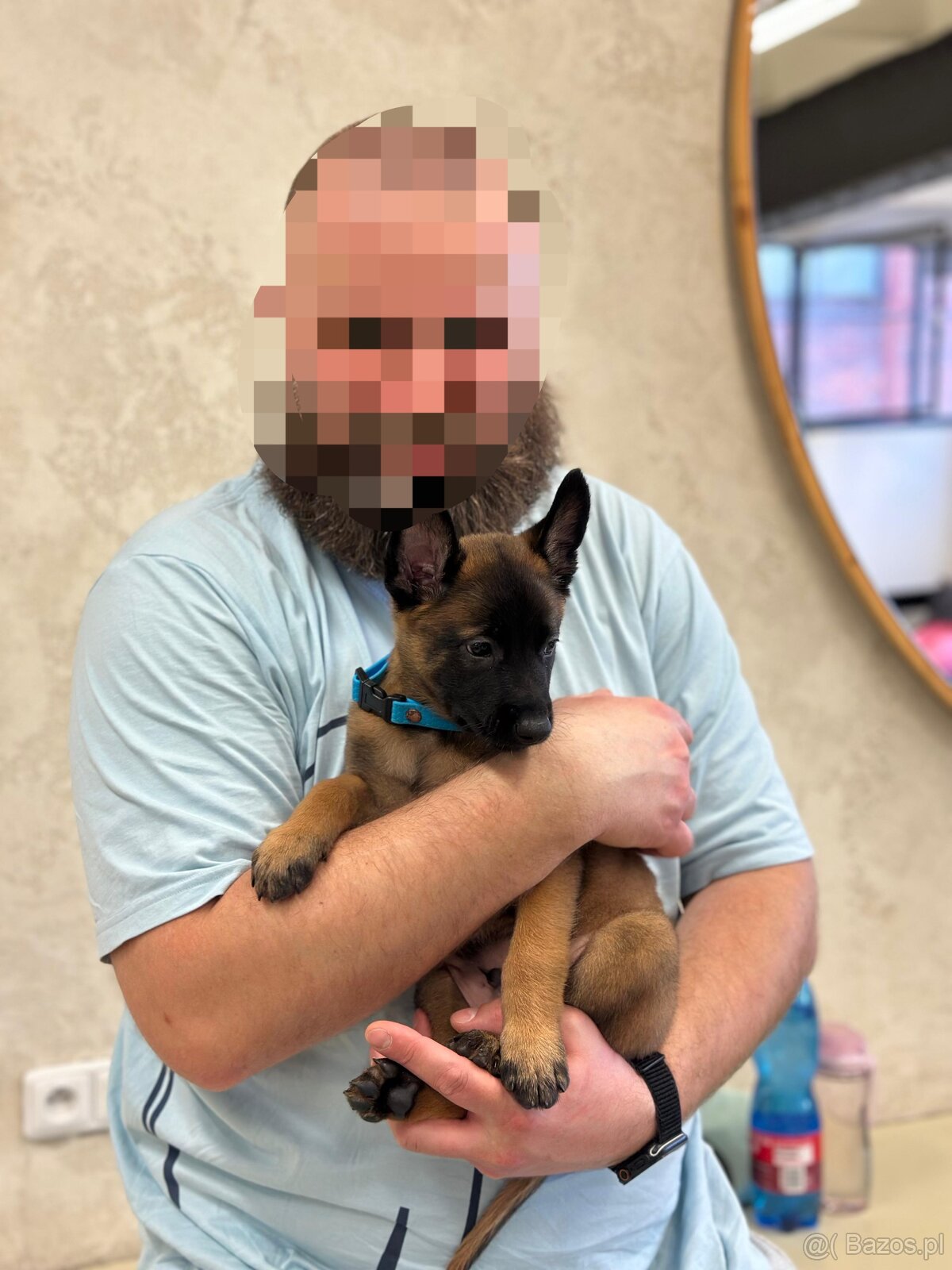 Owczarek belgijski z rodowodem FCI - 4