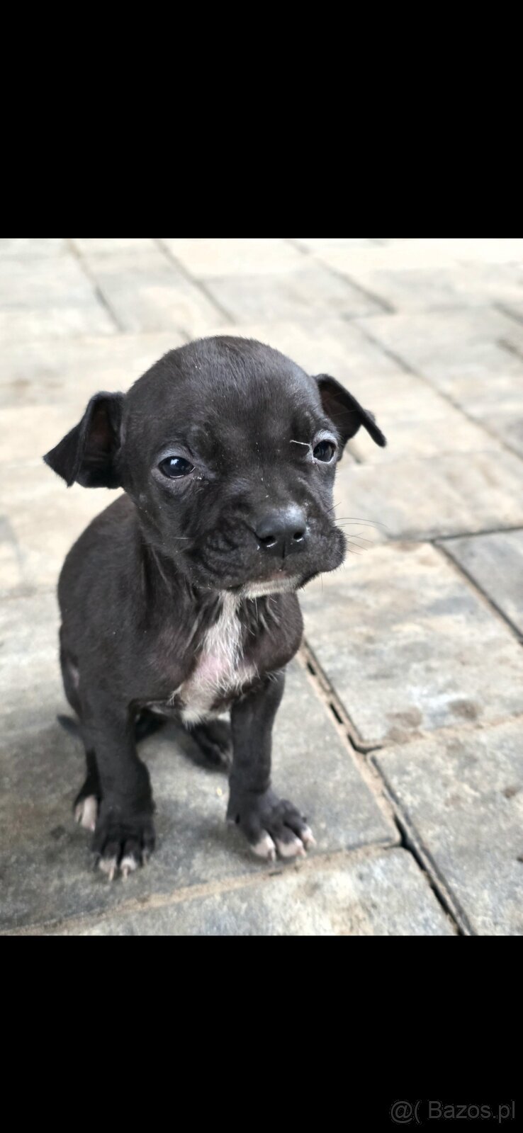 Oddam w Dobre Rece Pitbul mieszany z Amstafem - 4