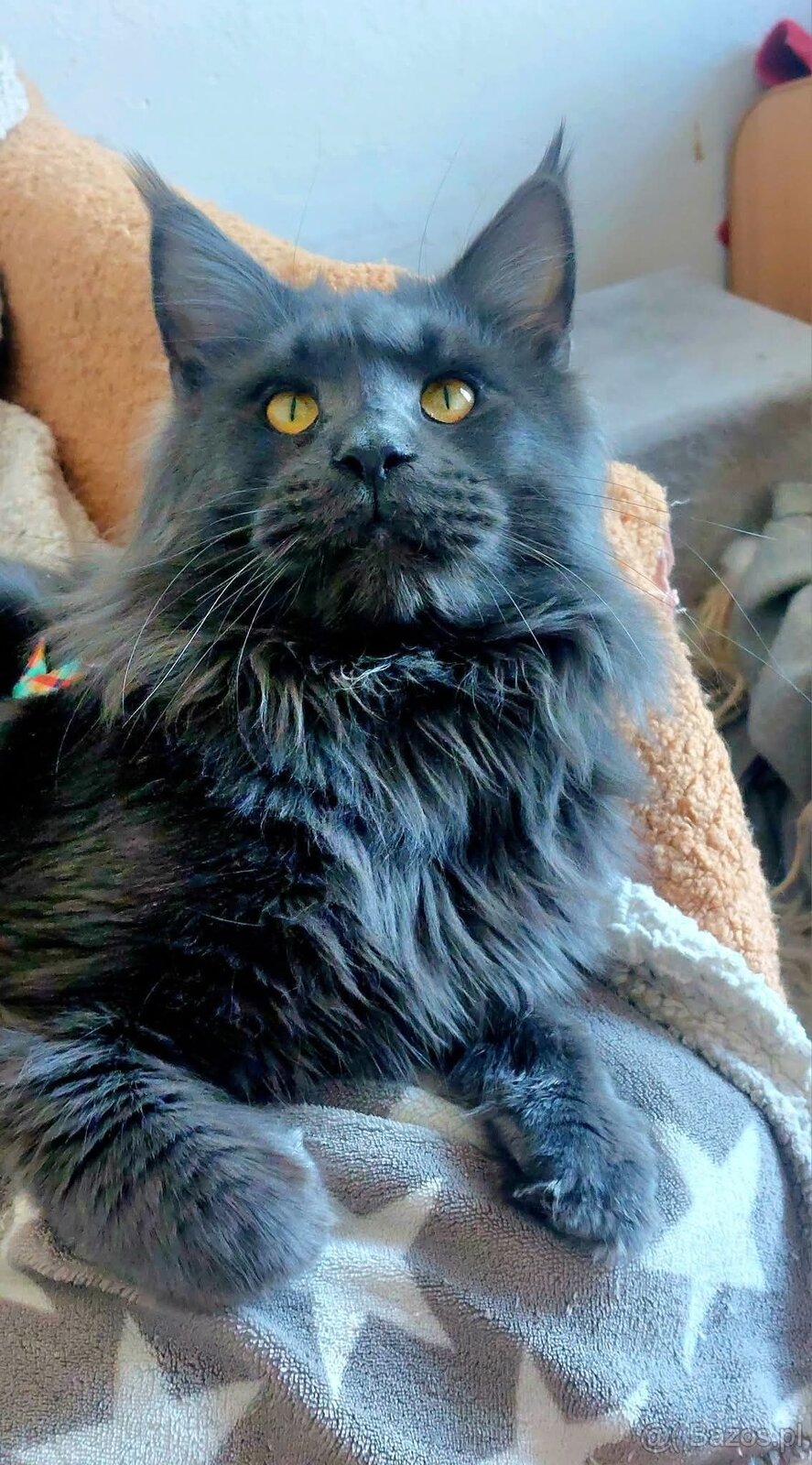 Reproduktor Maine Coon - 4