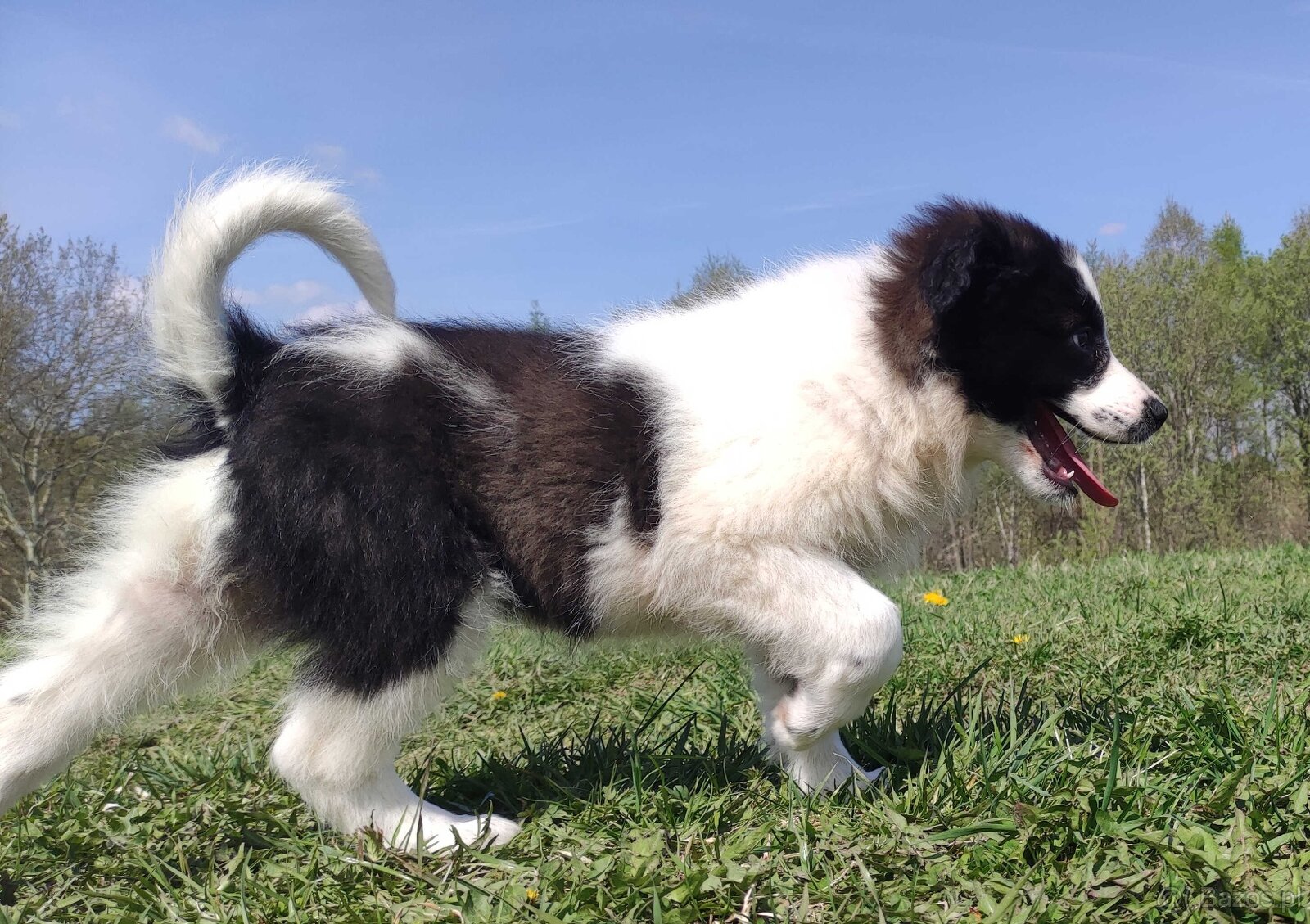 Piękna Rasowa Suczka Border Collie - XINDI z pełną dok. z ho - 4