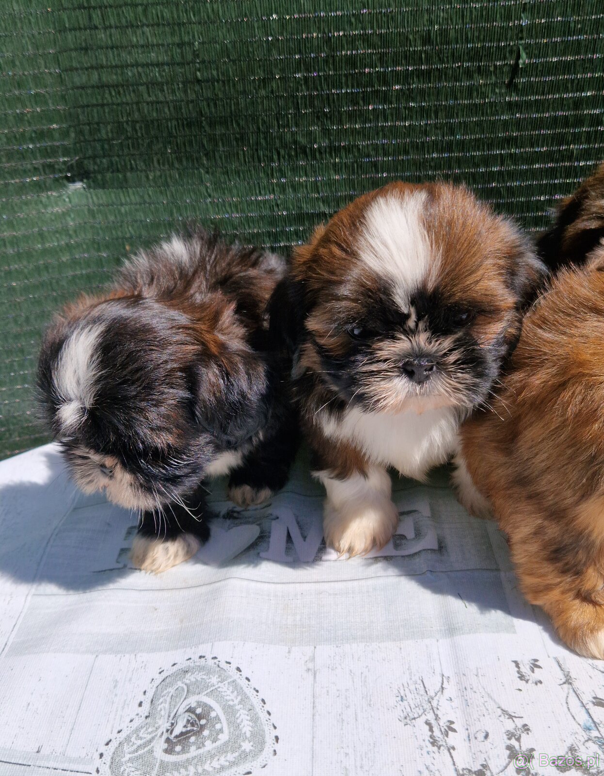Szczenięta Shih-tzu - 4