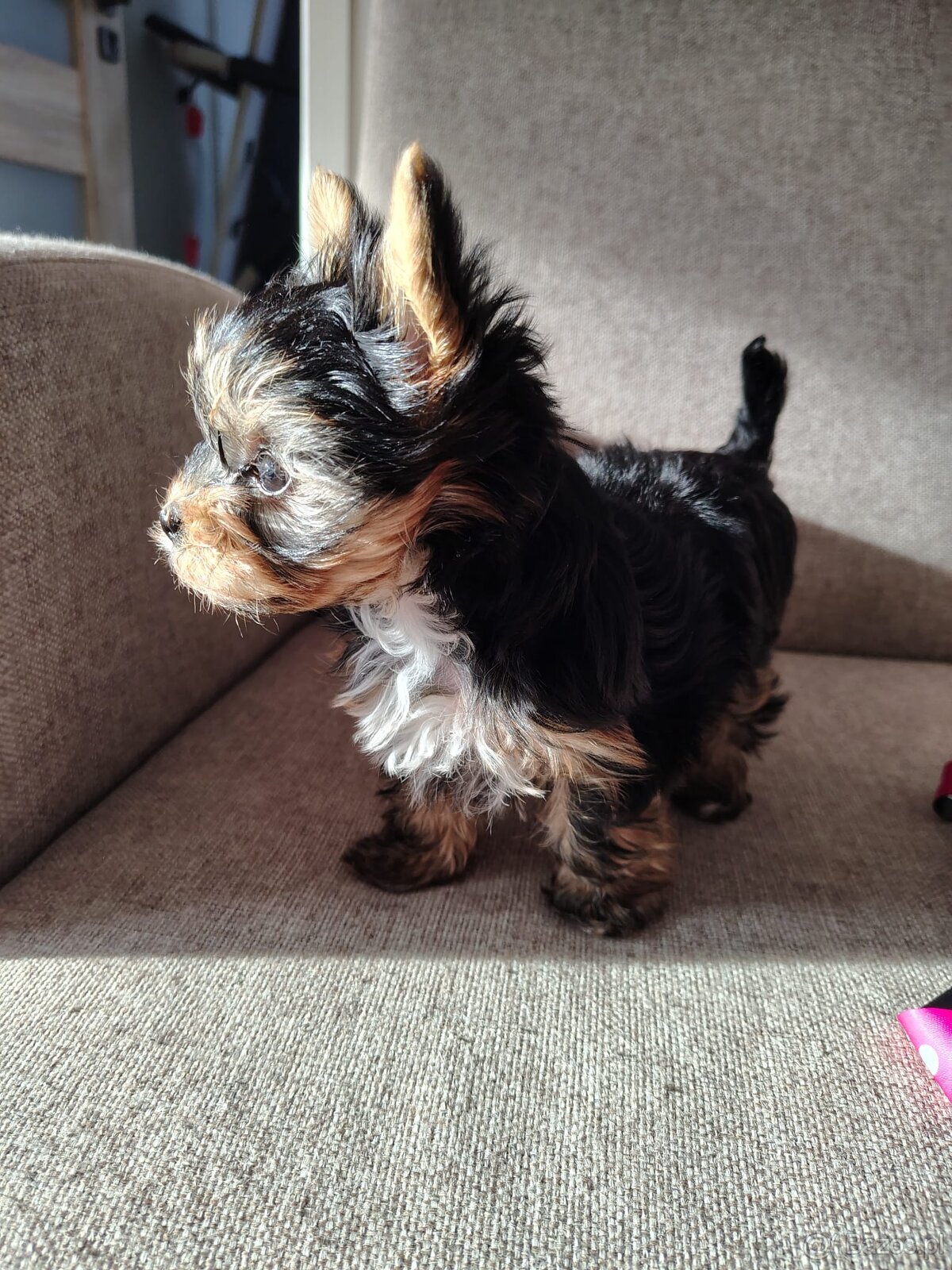 York -suczka szczenie - 4