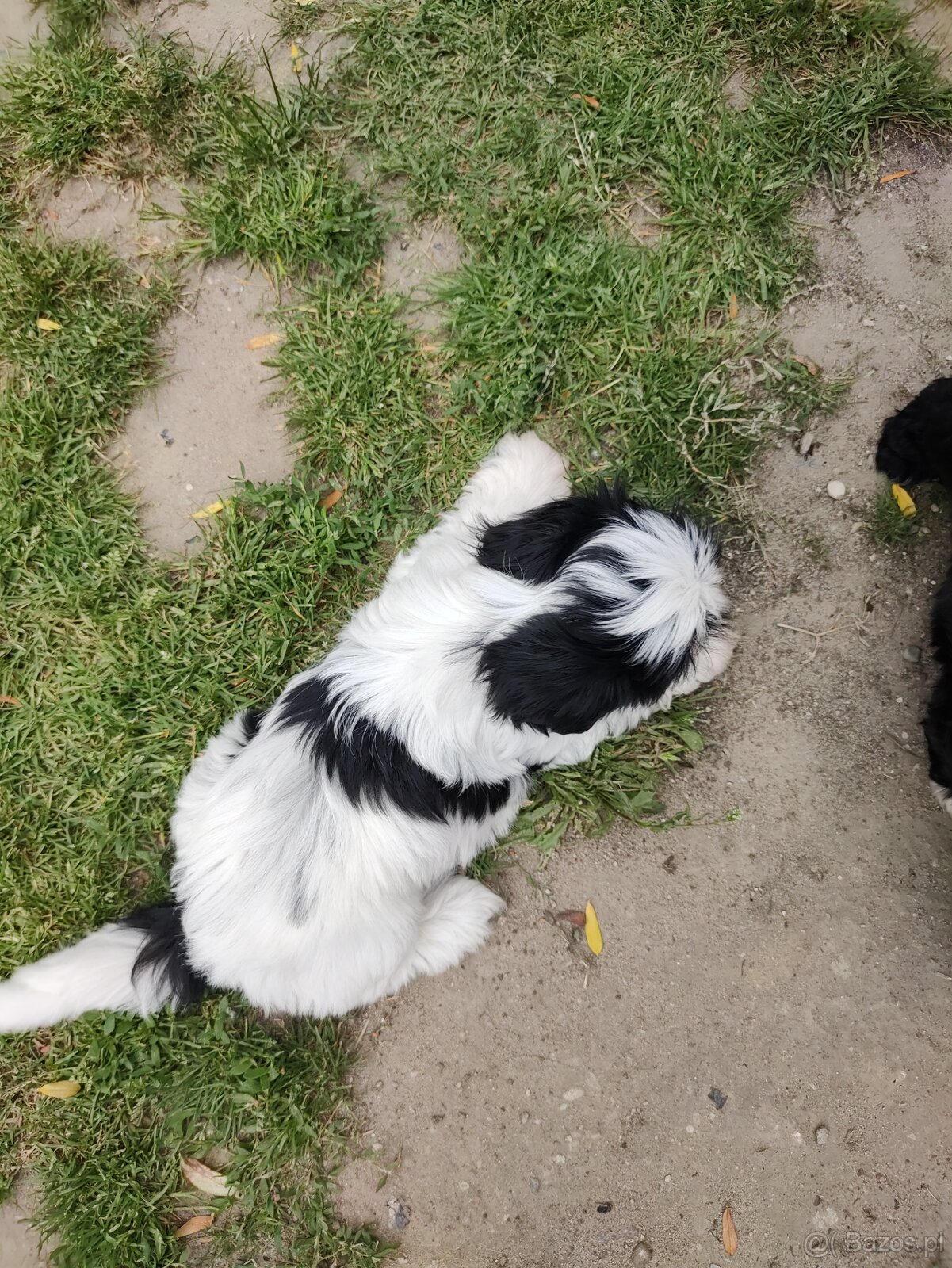 Suczka Shih-tzu - 4