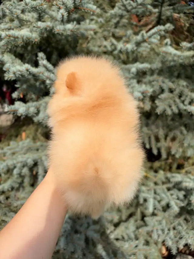Dostępne szczenięta rasy pomeranian - 4