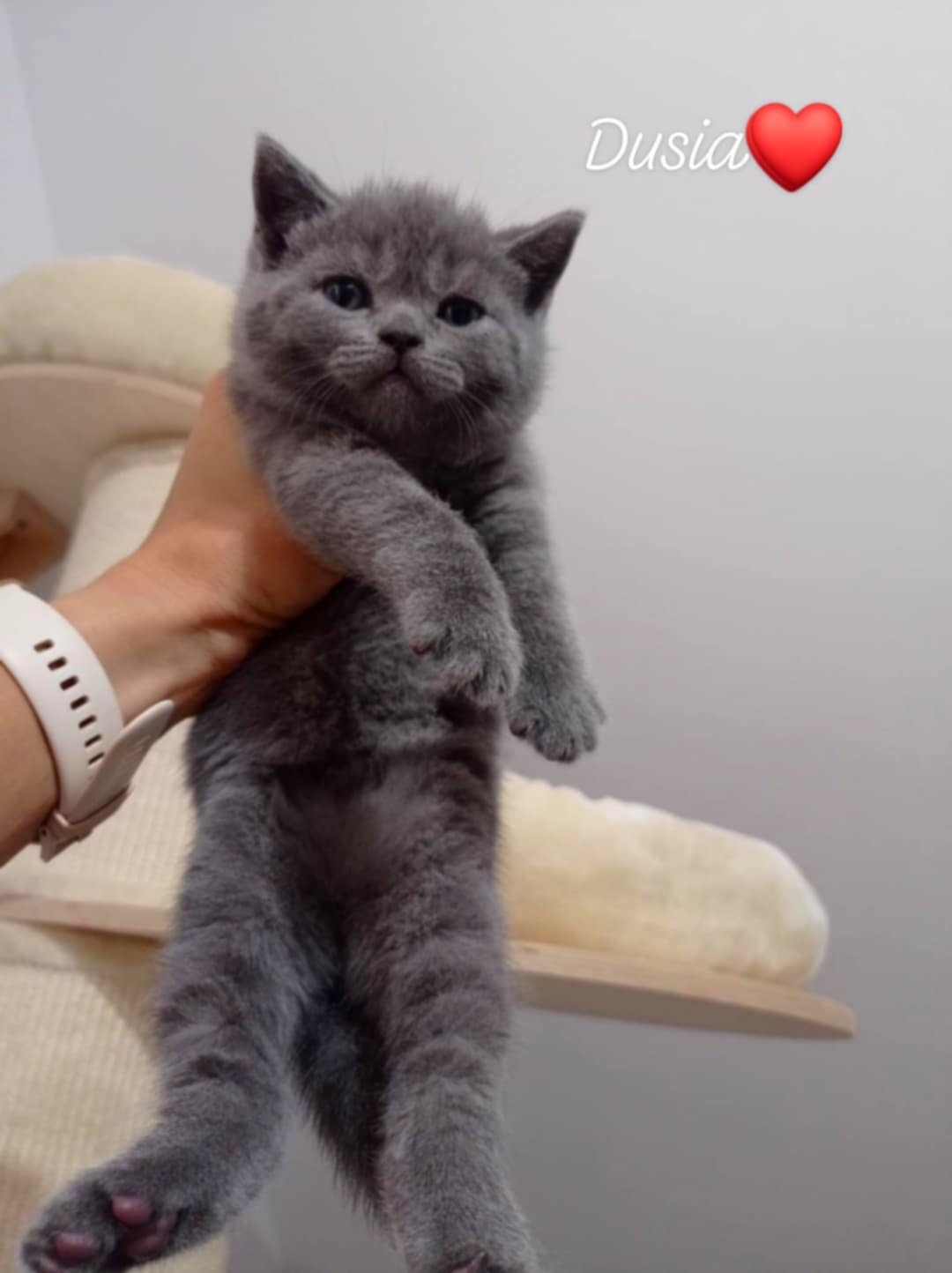 Piękne koteczki Brytyjskie - 4