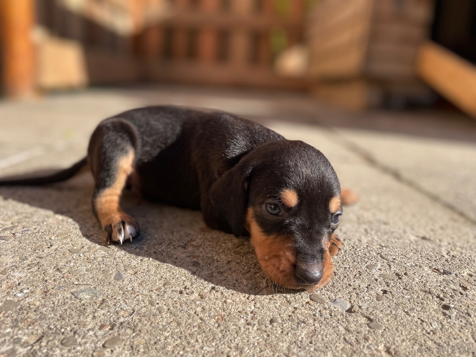 Gończy polski x irlandzki gończy szczeniaczki - 4