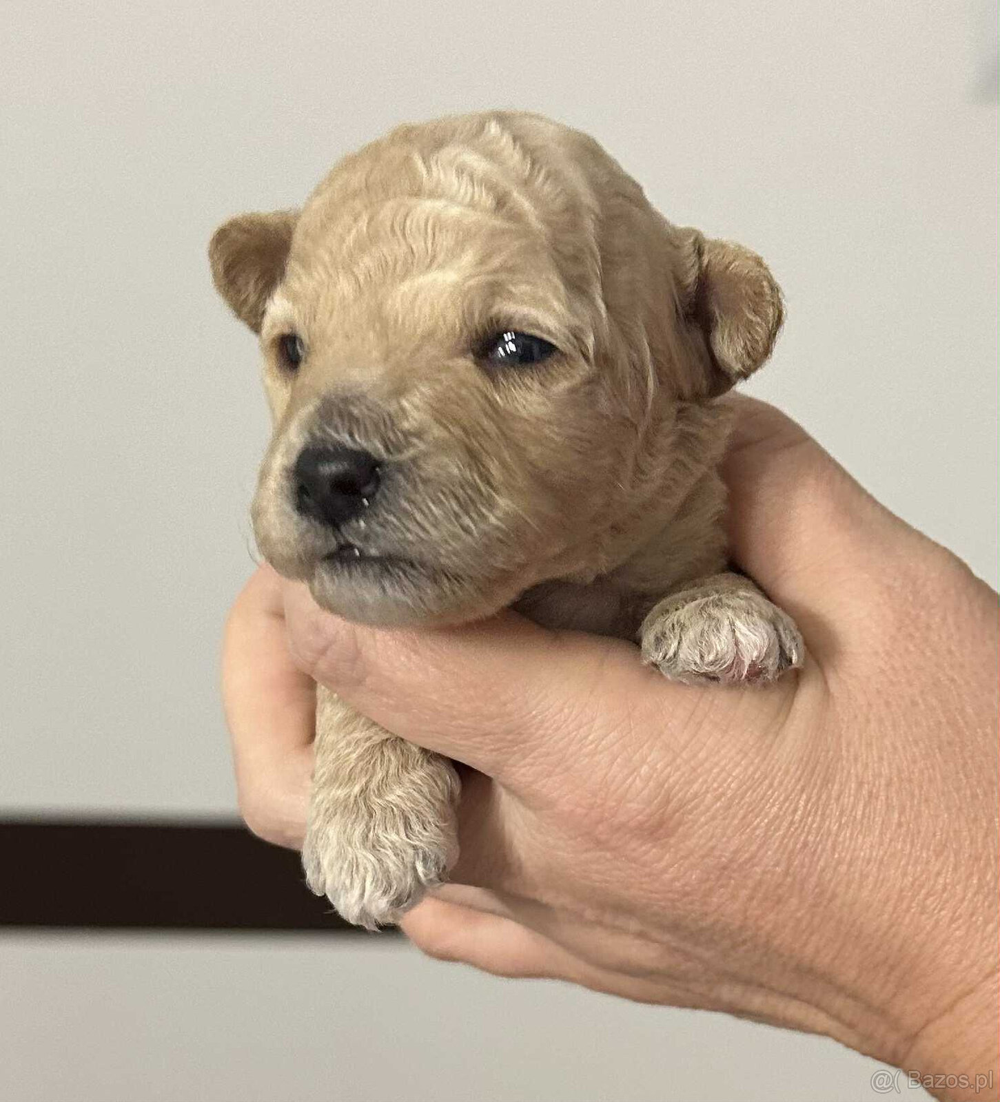 Bichpoo/ maltipoo / poochon - 4