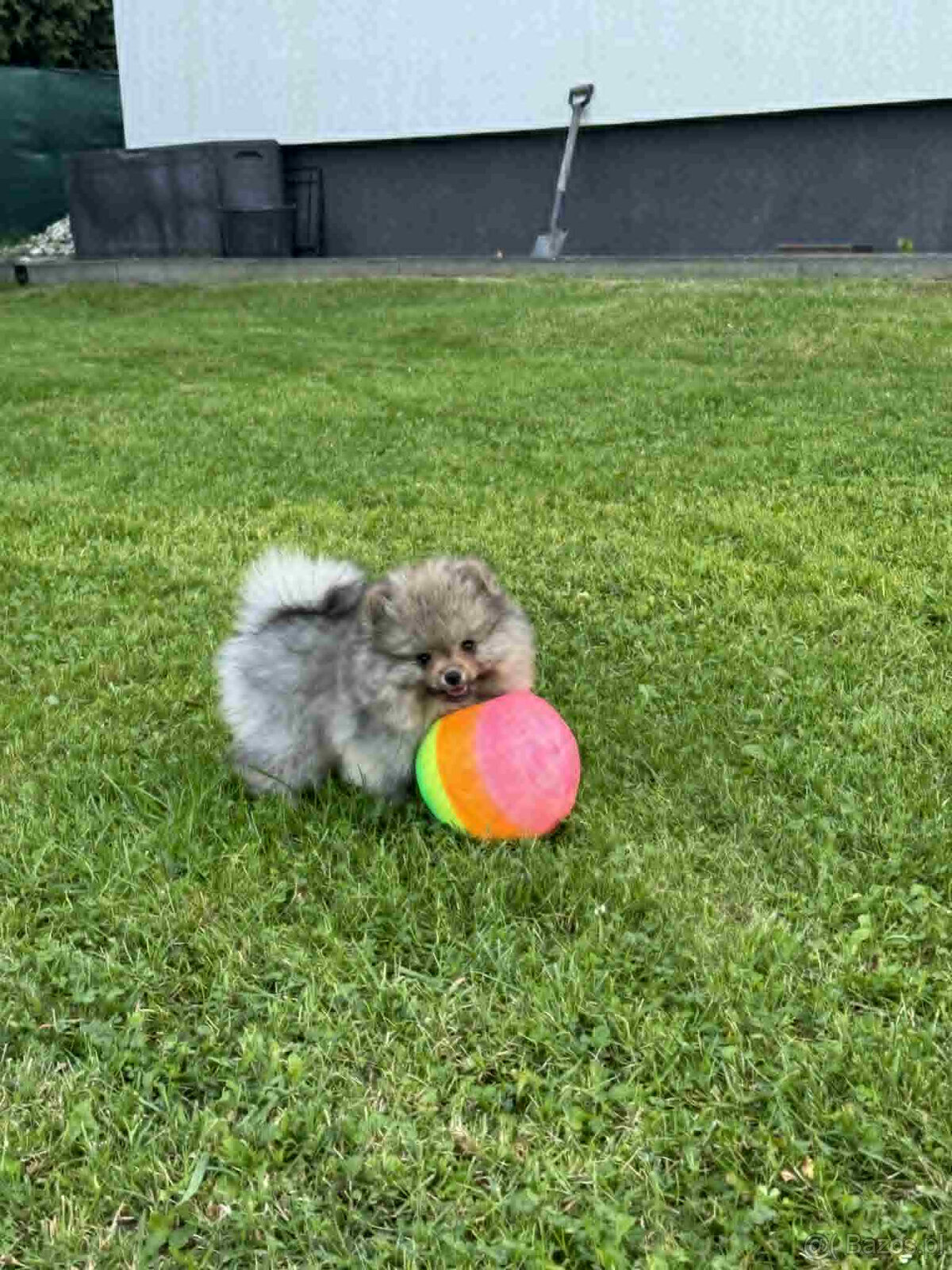 sprzedam pomeranian FCI - 4