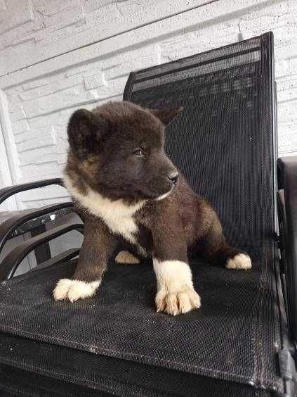 sprzedam psy akita amerykańska - 4