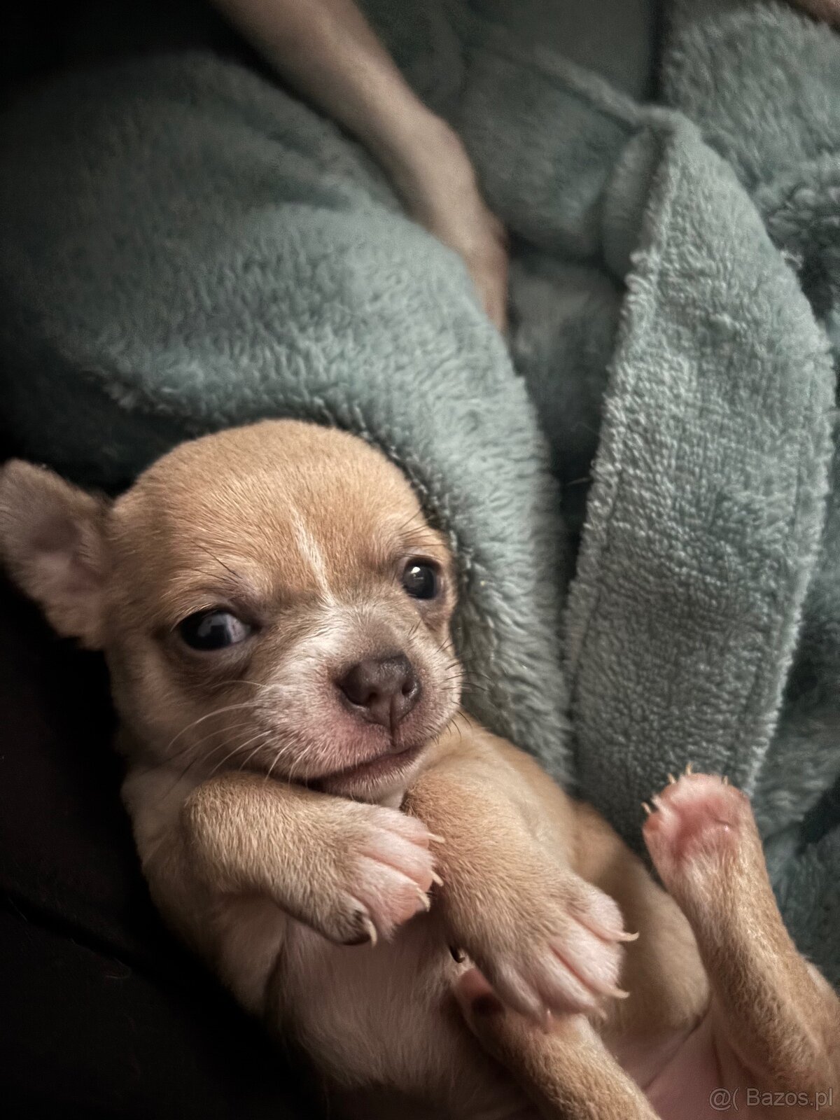 Chihuahua szczenięta krótkowłose - 4