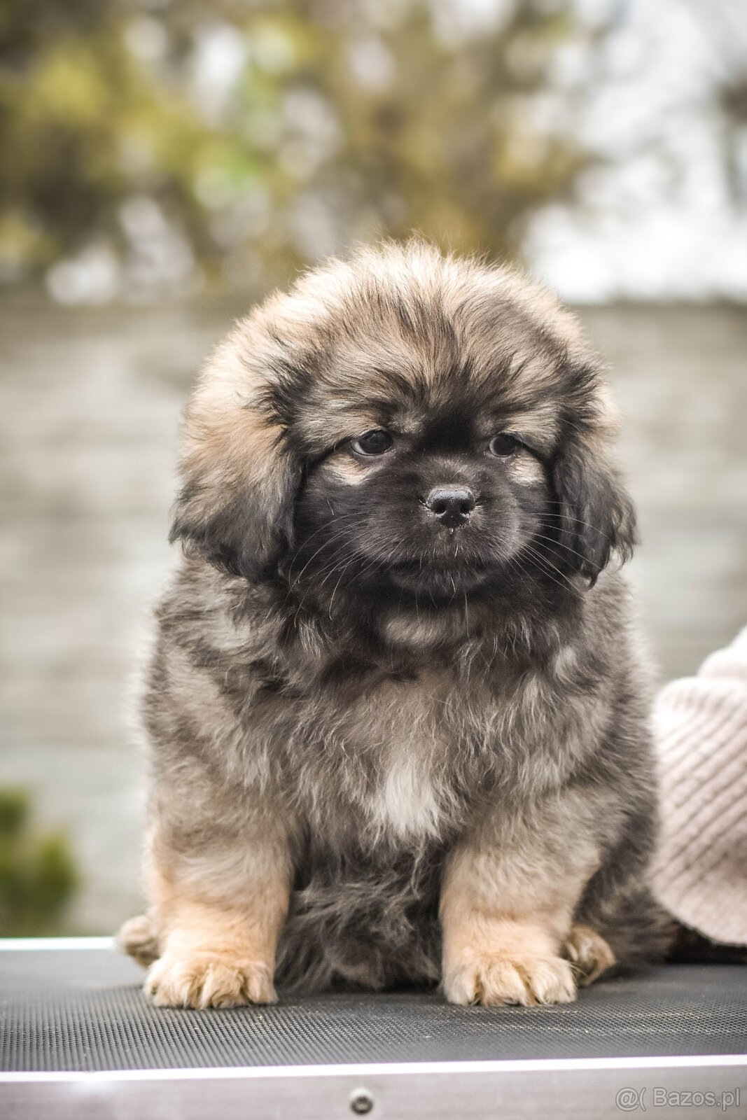 Spaniel tybetański - szczeniak z rodowodem FCI - 4