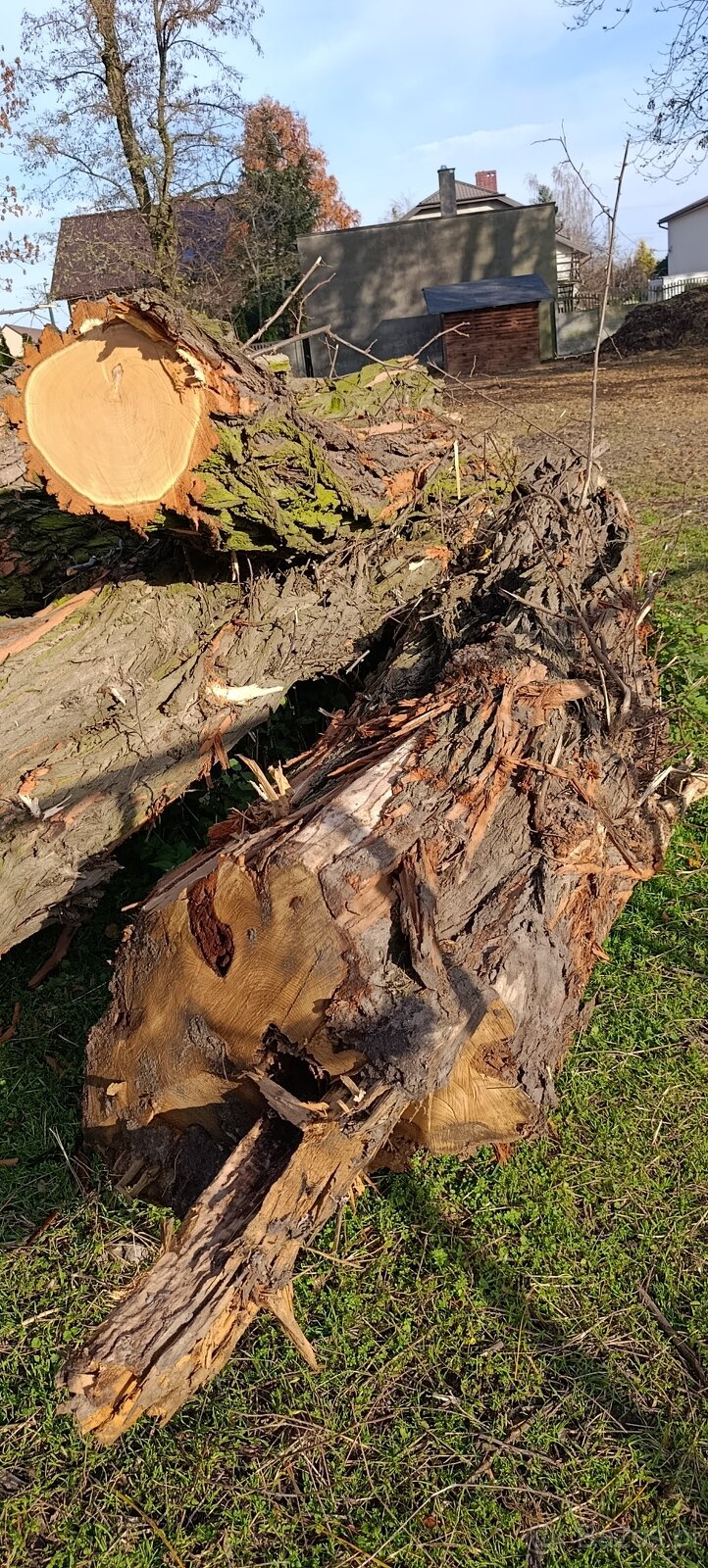 Drewno opałowe – akacja, grube pnie 4–6 m, ok. 10 m³ - 4