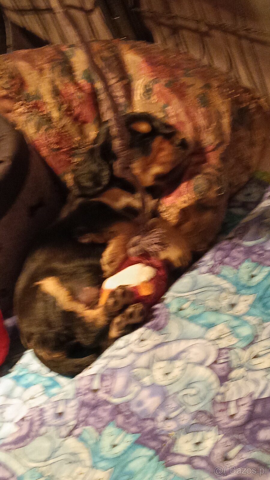 Szczenięta Cocker Spaniel Angielski - 4