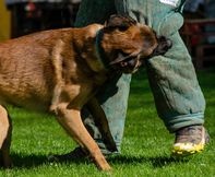 Owczarek Belgijski Malinois FCI - 4