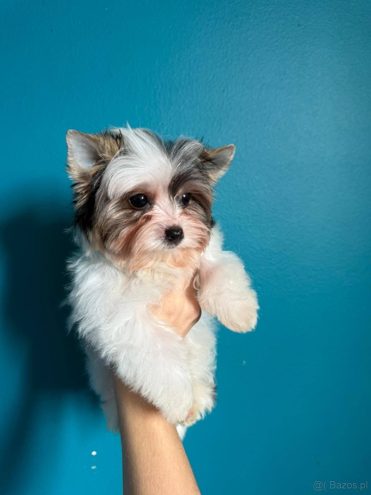 Piękny samiec york biewer - 4