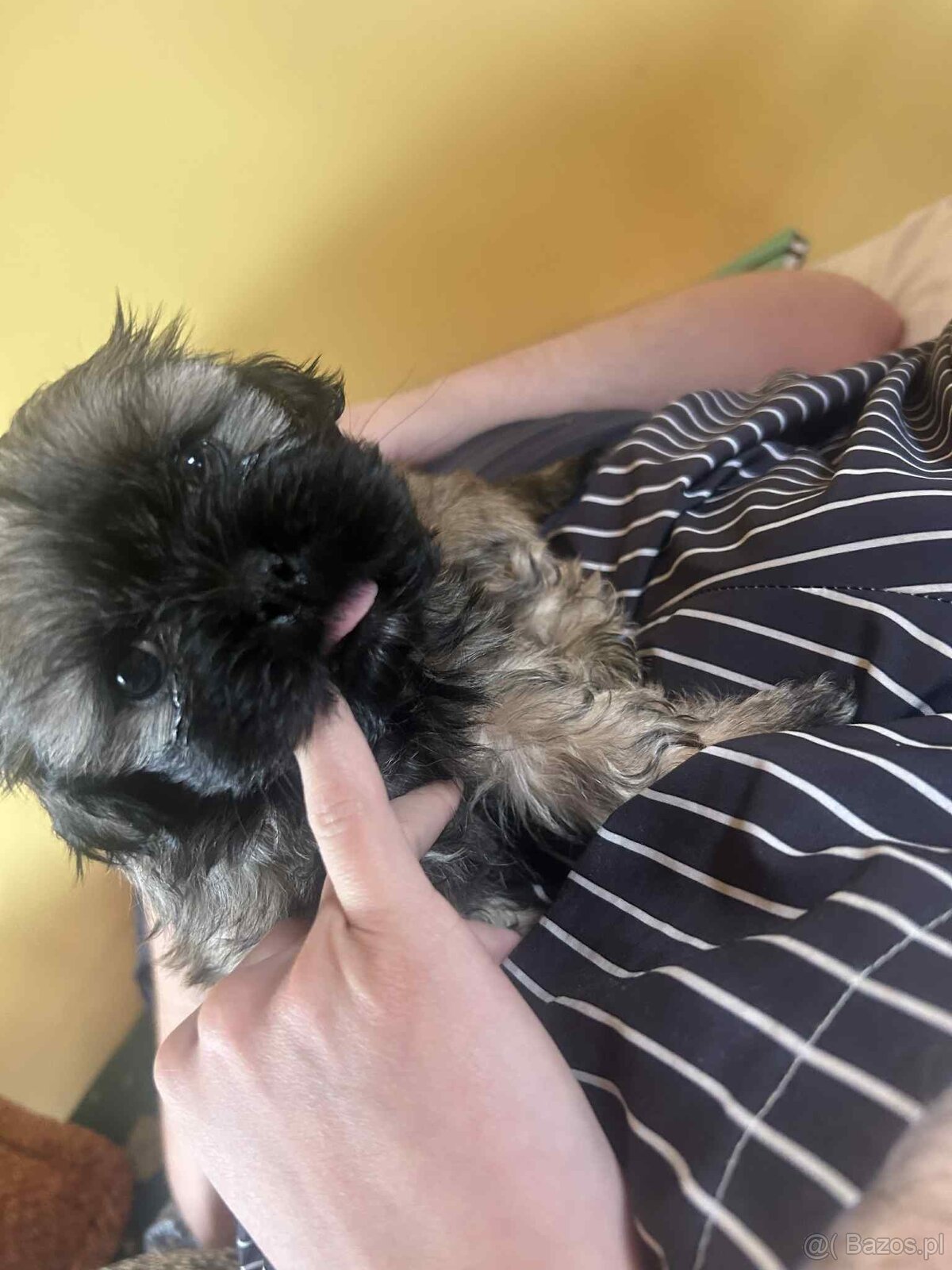 Sprzedam szczeniaka SHI-TZU - 4