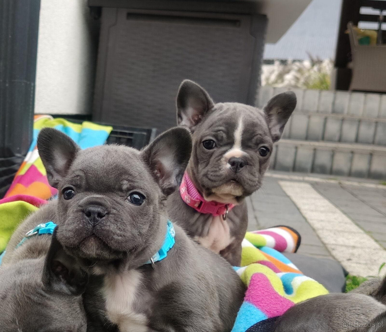 Buldog francuski BLUE niebieski szczeniak suczka pies piesek - 4