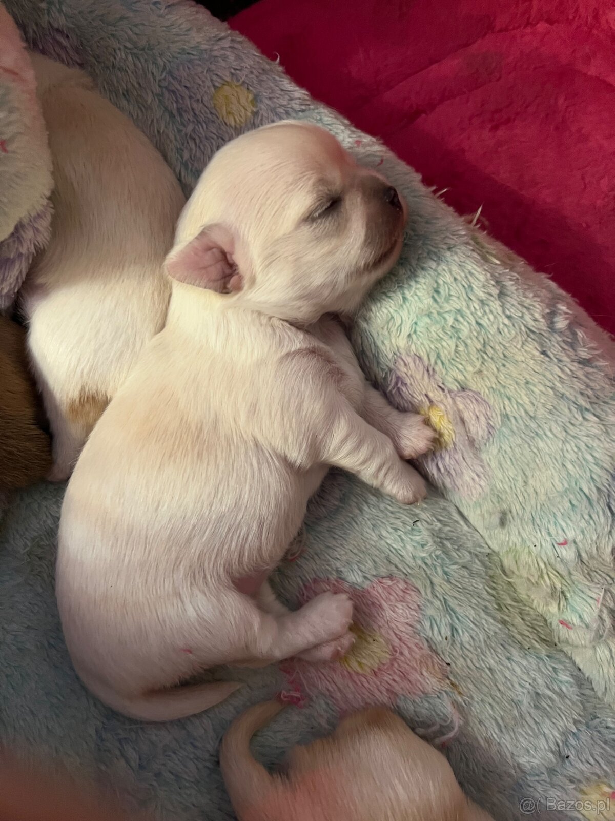 Sprzedam chihuahuę - 4