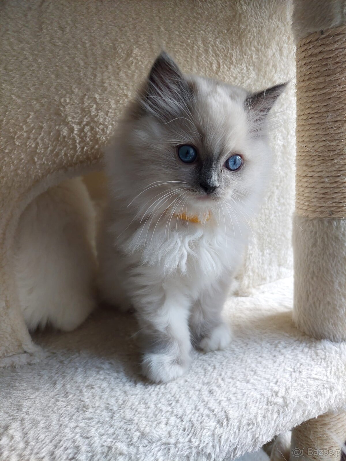 Rodokmenová koťata Ragdoll po Šampionovi - 4