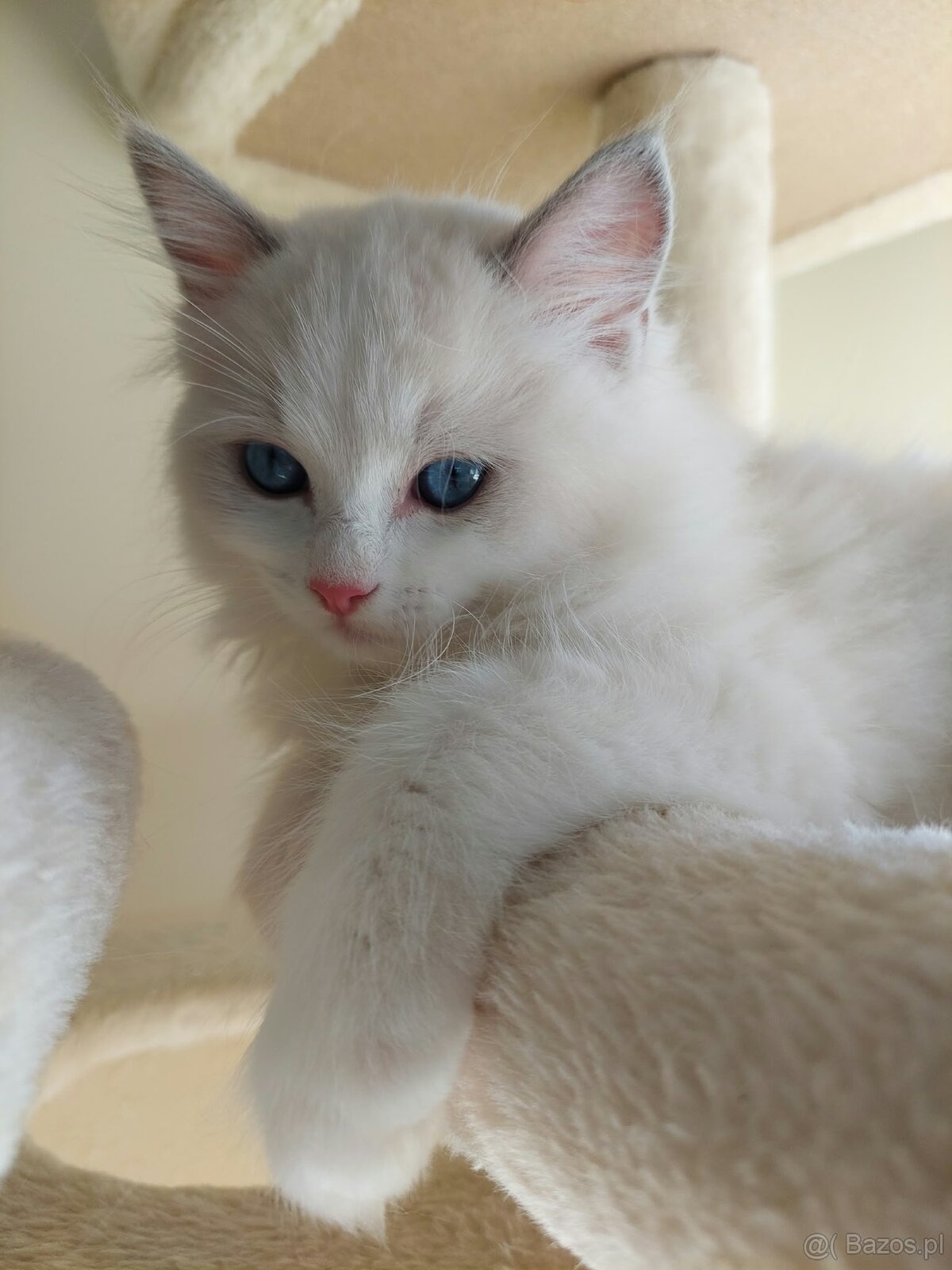 🐾 Rodowodowe Kocięta Ragdoll po championie - 4