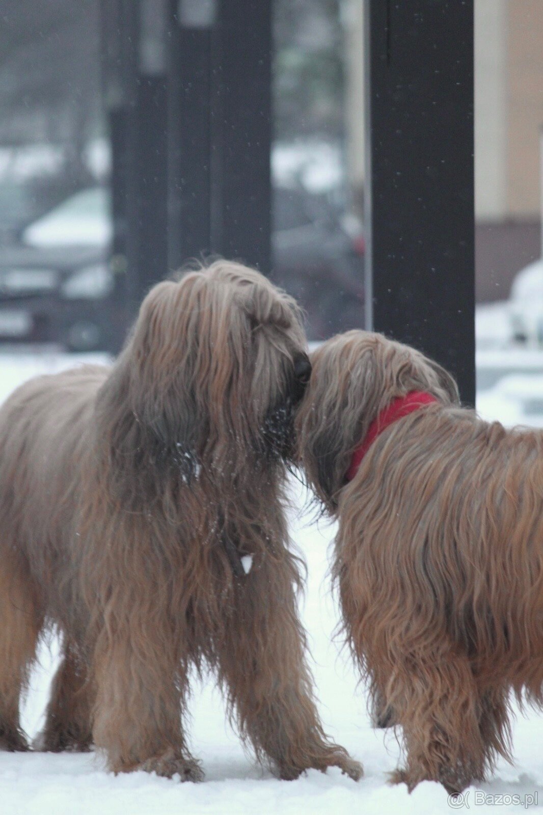 Owczarek Francuski Briard FCI - 4