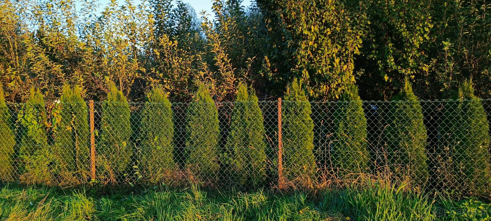 Tuje szmaragdowe 180 cm - 65 sztuk sprzedam - 4