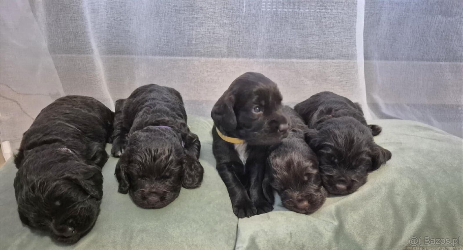 PŁochacz Niemiecki WACHTELHUND - 4