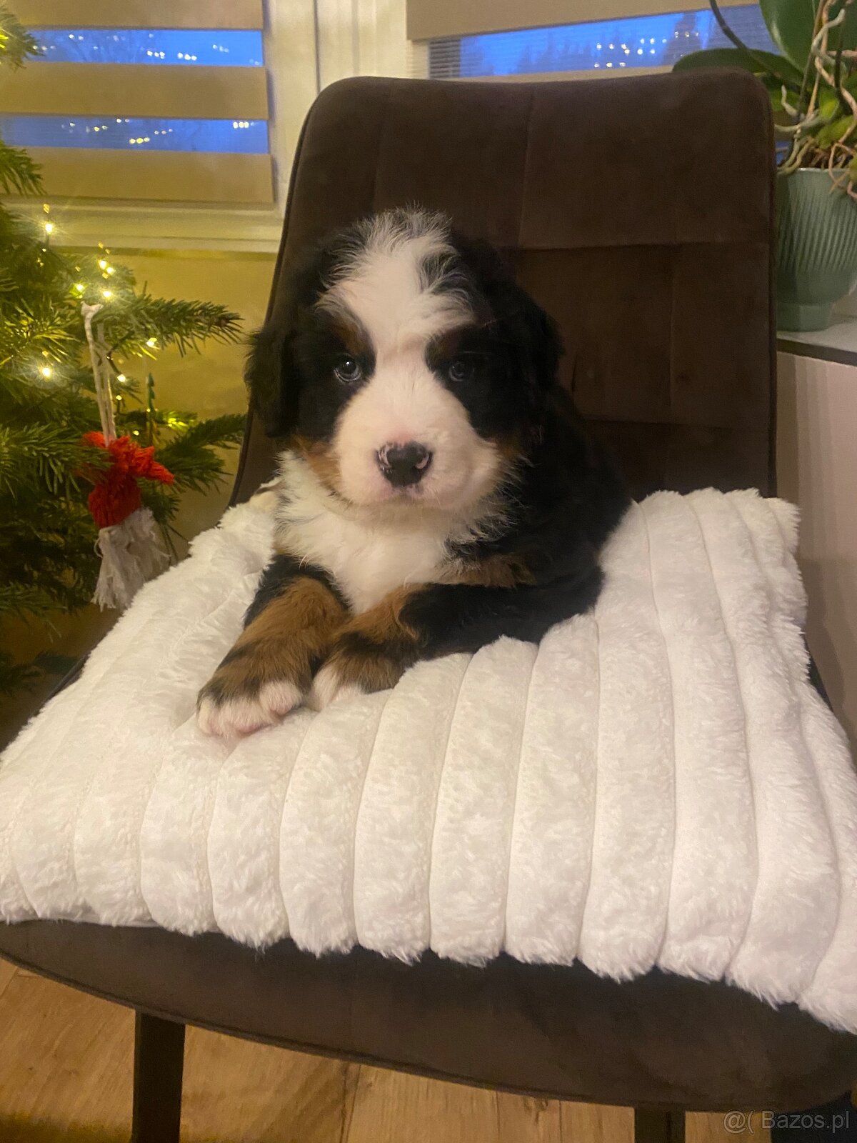 Berneński pies pasterski - 4