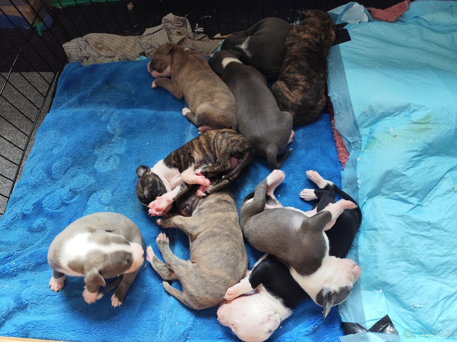 Rezerwacja szczeniąt Amstaff - 4