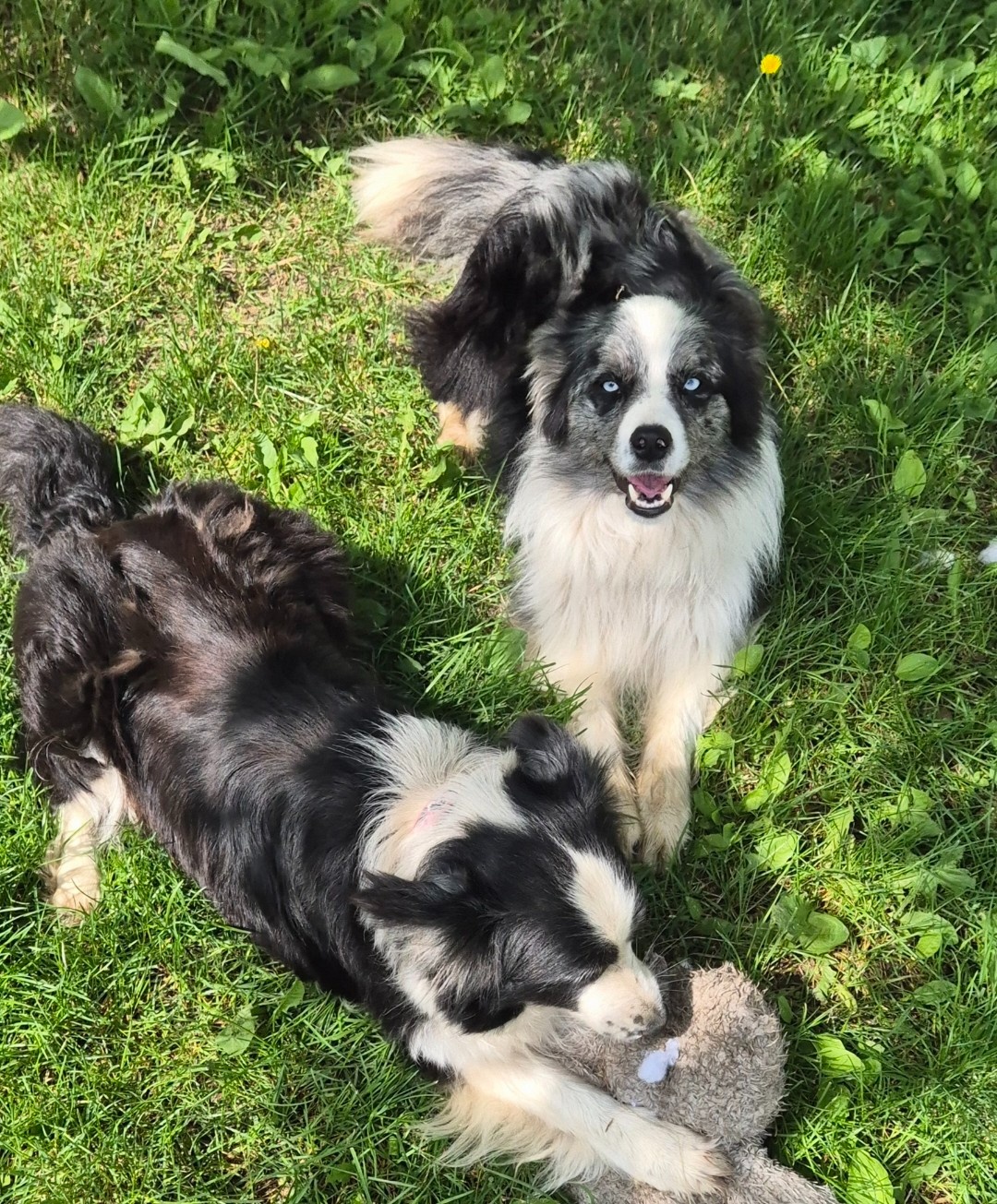 Border collie ZKwP - 4