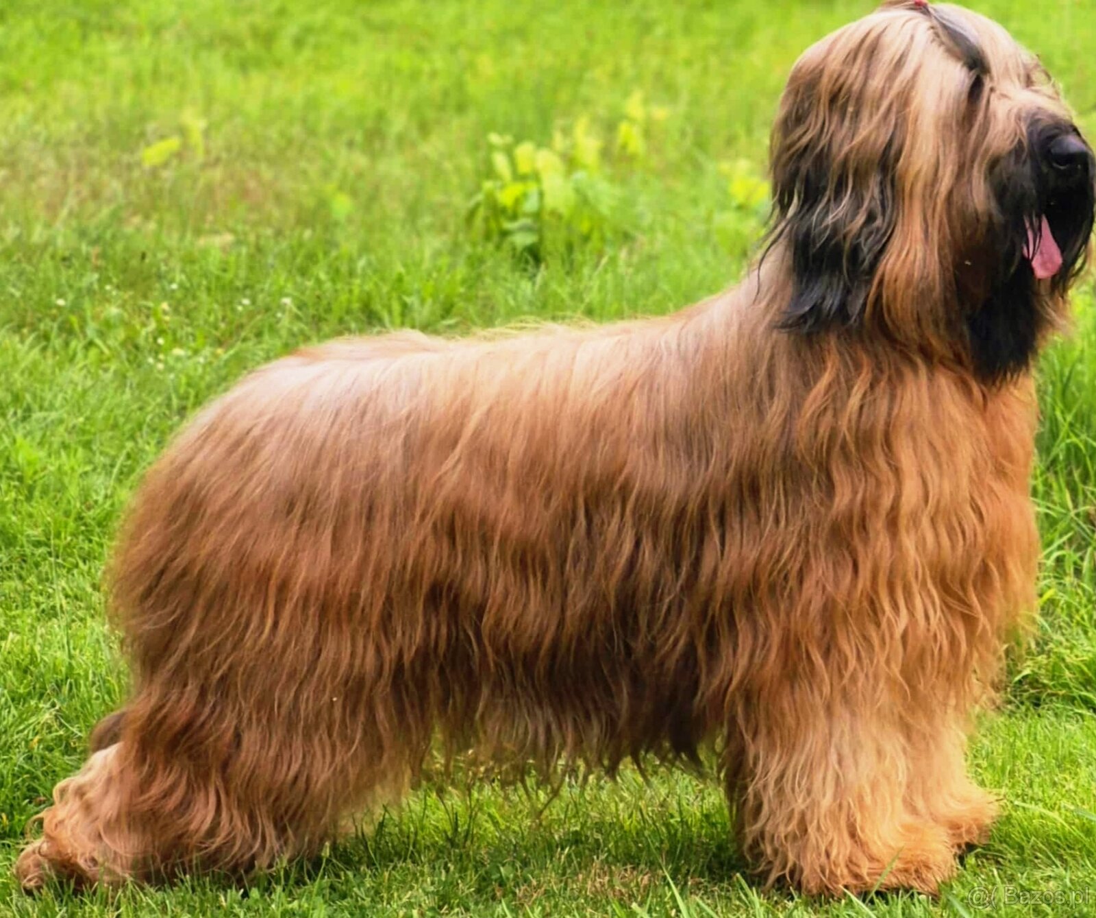 Briard - 4