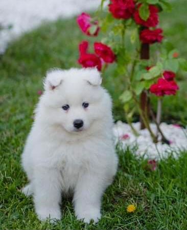 Samoyed Szczenięta - 4