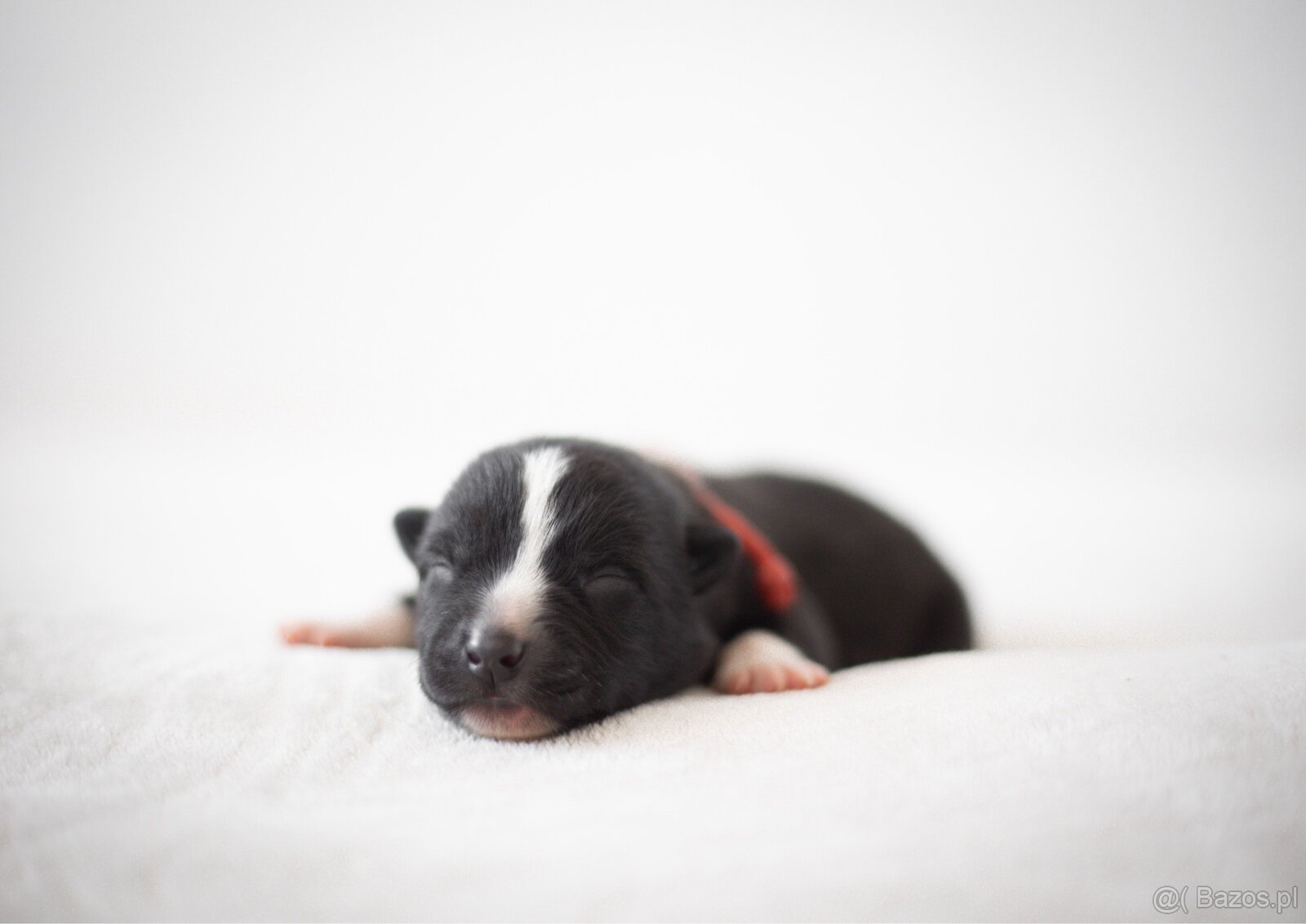 Szczenięta Karelski pies na niedźwiedzie z rodowodem FCI - 4