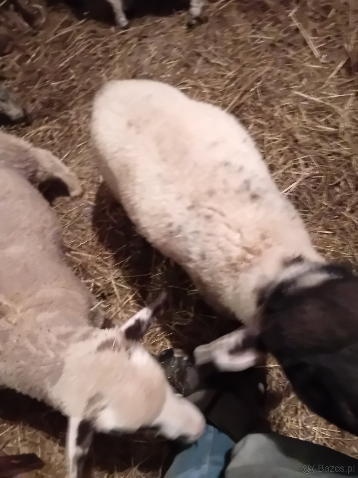 Baranki do Twojego ogródka - 4