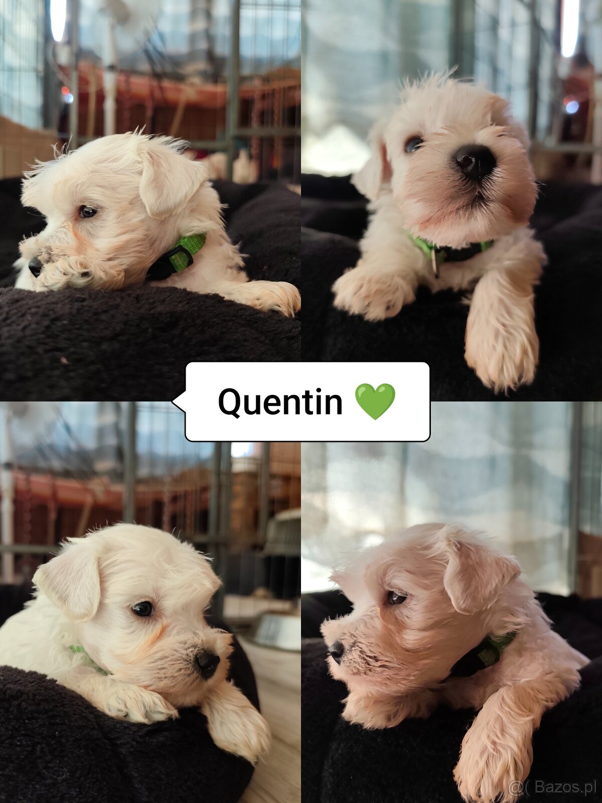 Schnauzer miniatúrne white - 4
