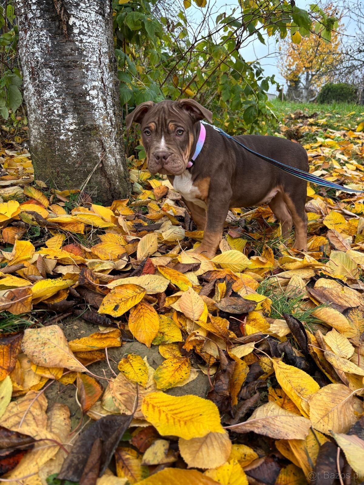 American Bully XL - 4