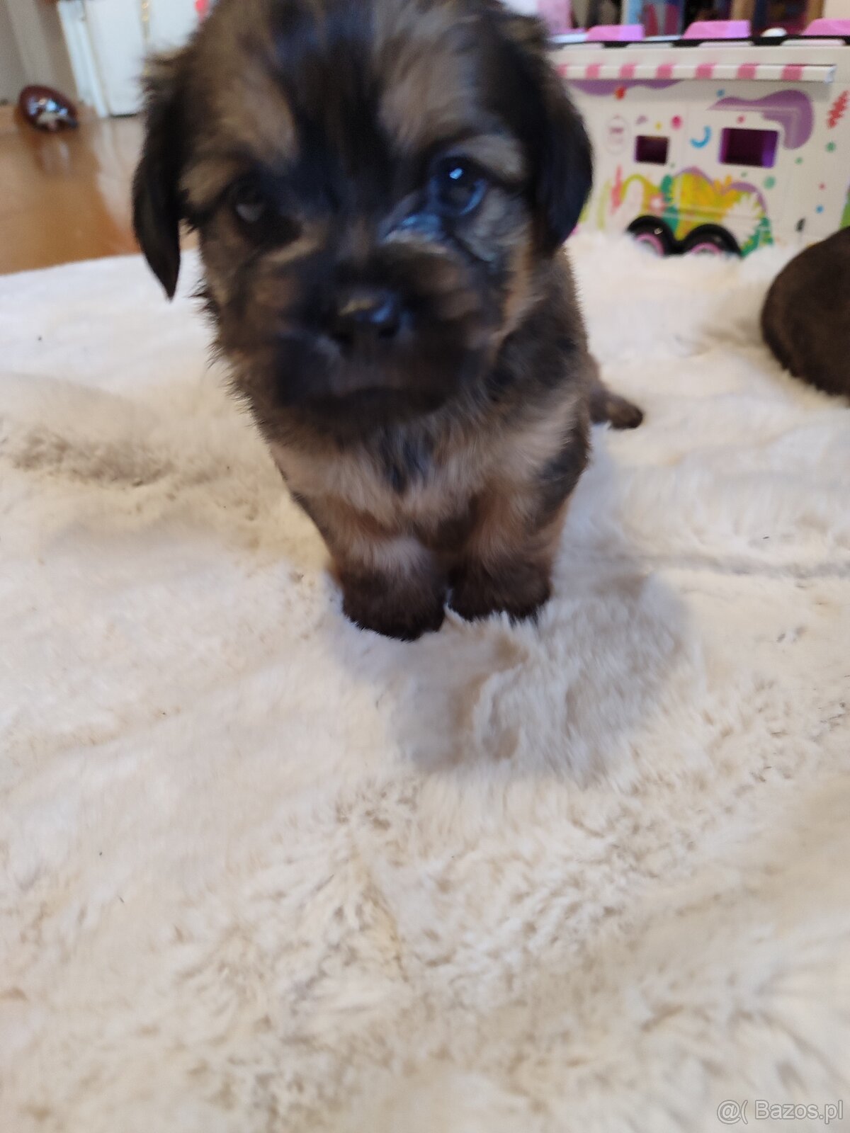 Śliczne suczki i pieski - 4